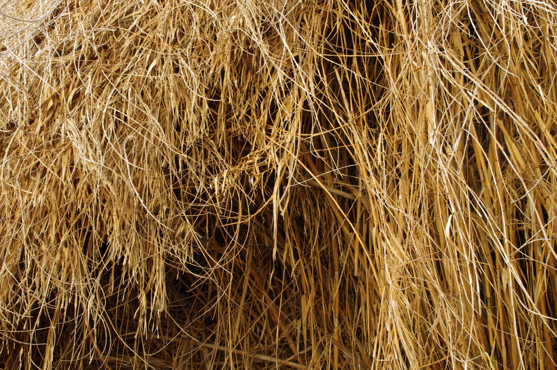 Texture Of Hanging Dry Grasses