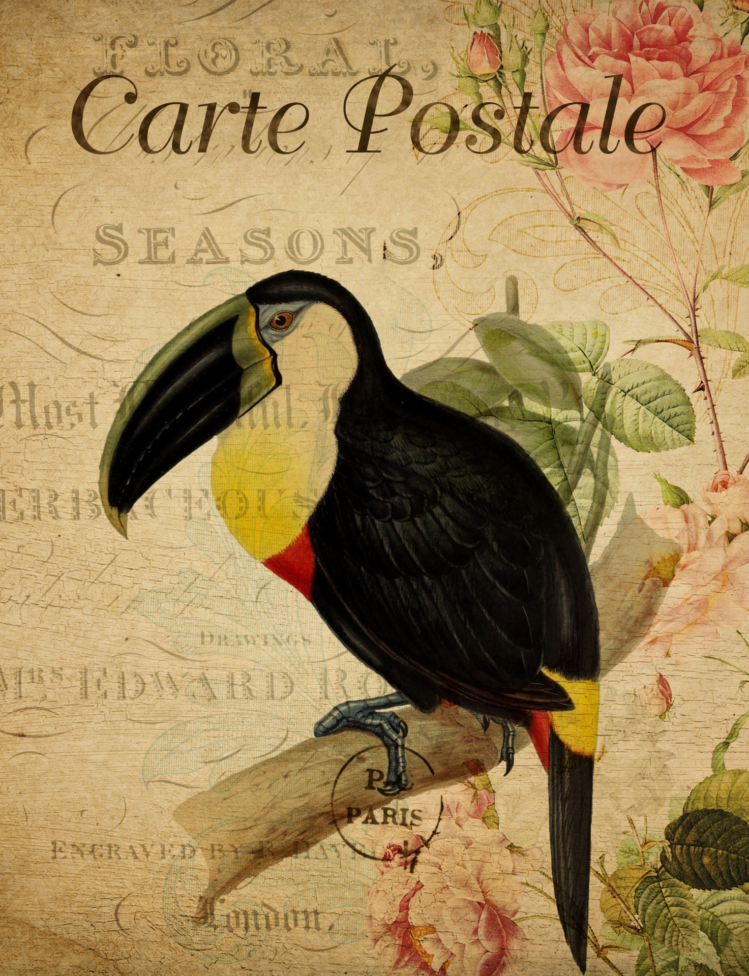 Exotic, tropical toucan bird painting on old, vintage, french floral postcard