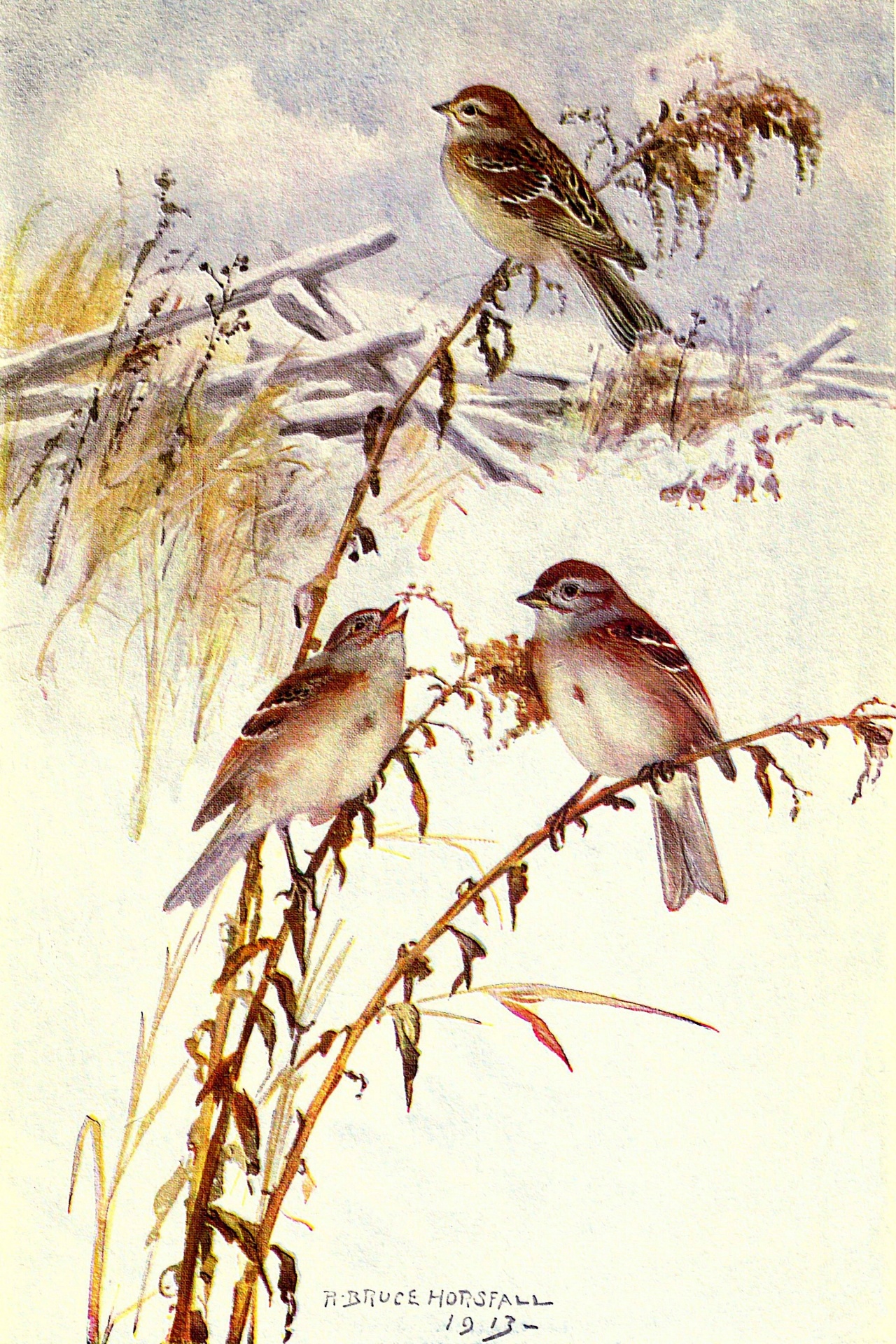 Tree Sparrow Vintage Bird Picture