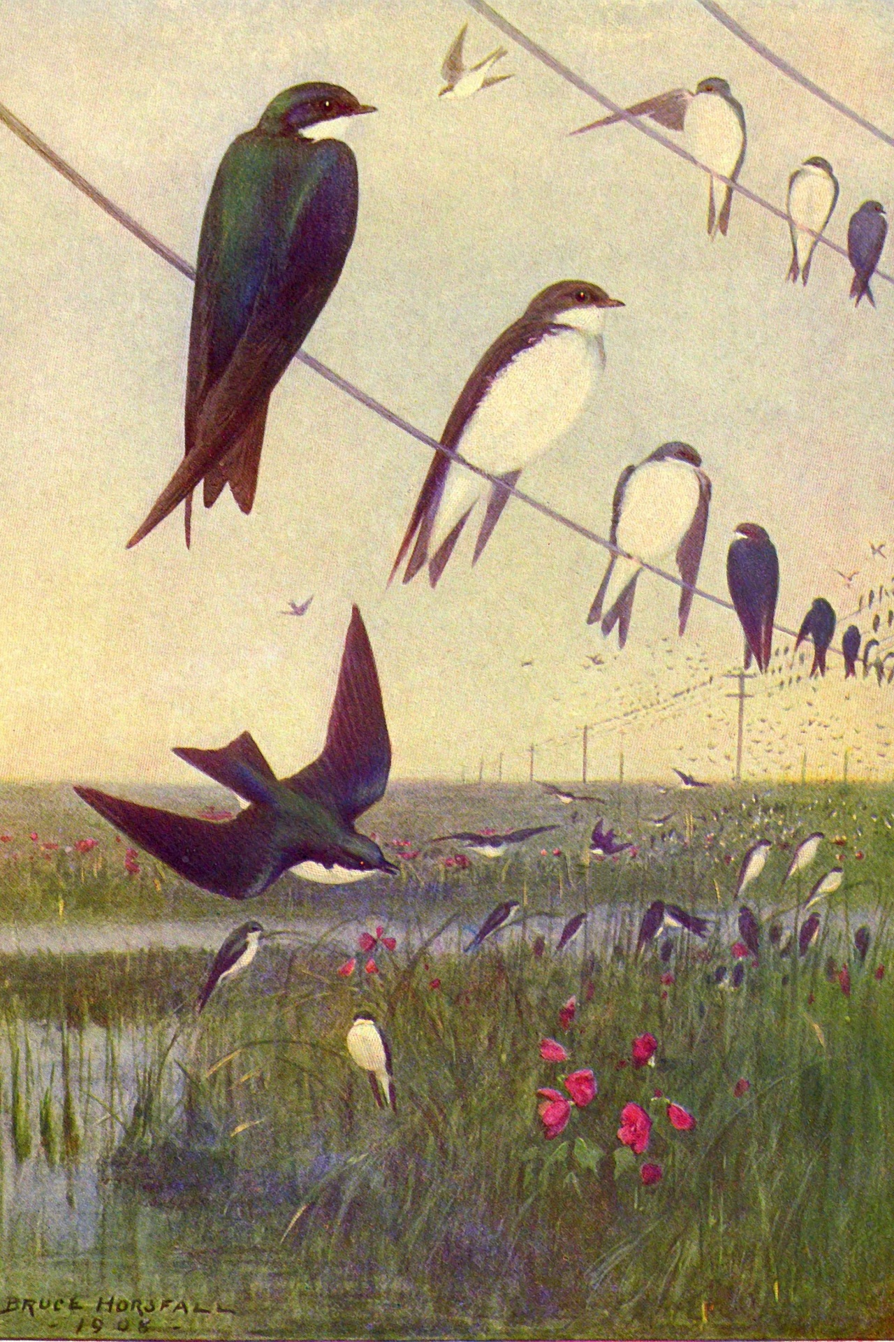 Tree Swallow Vintage Bird Painting