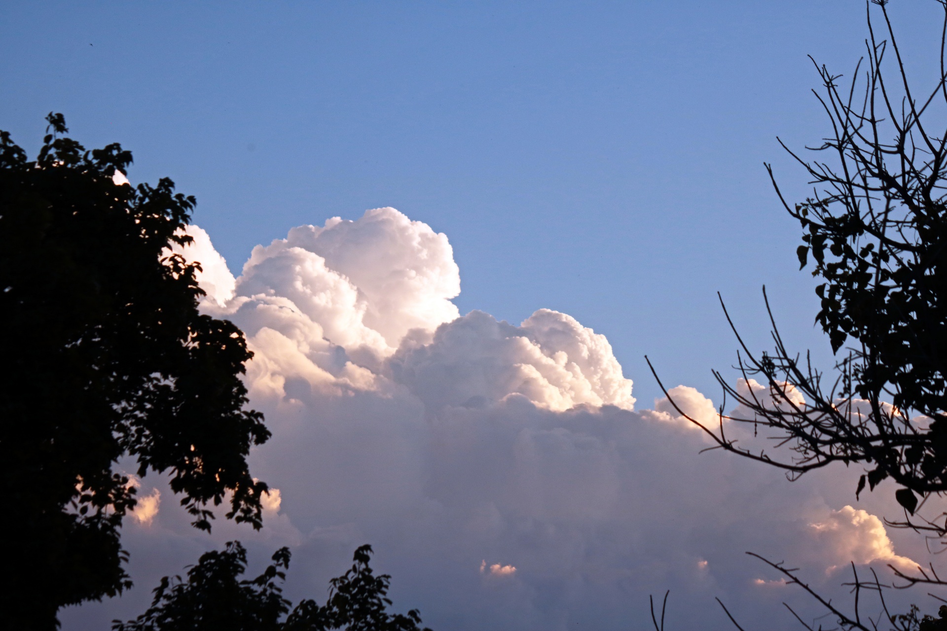 foliage on trees in silhoute with large glowing billowing clouds