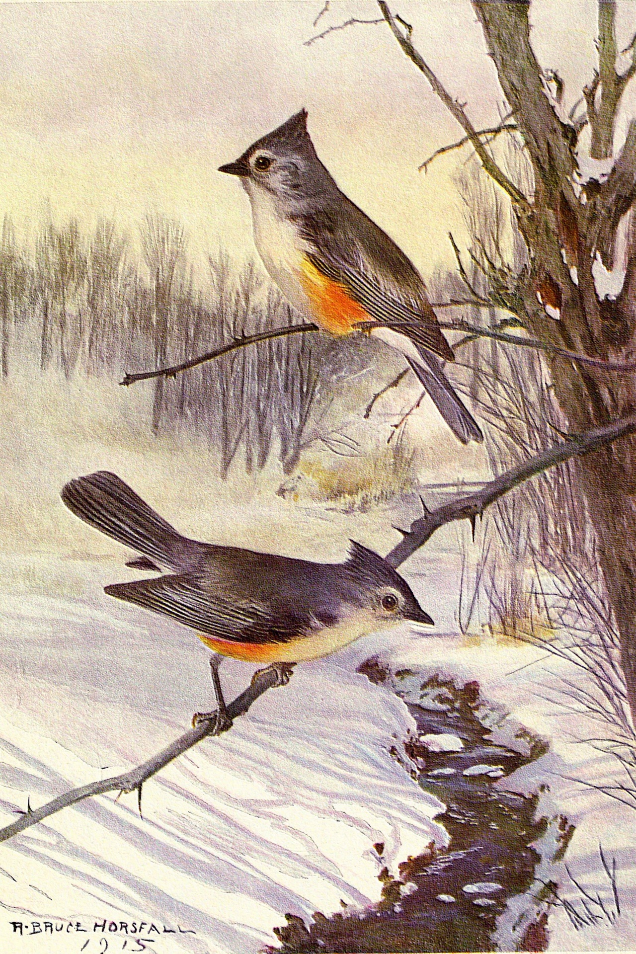 Tufted Titmouse Bird Painting