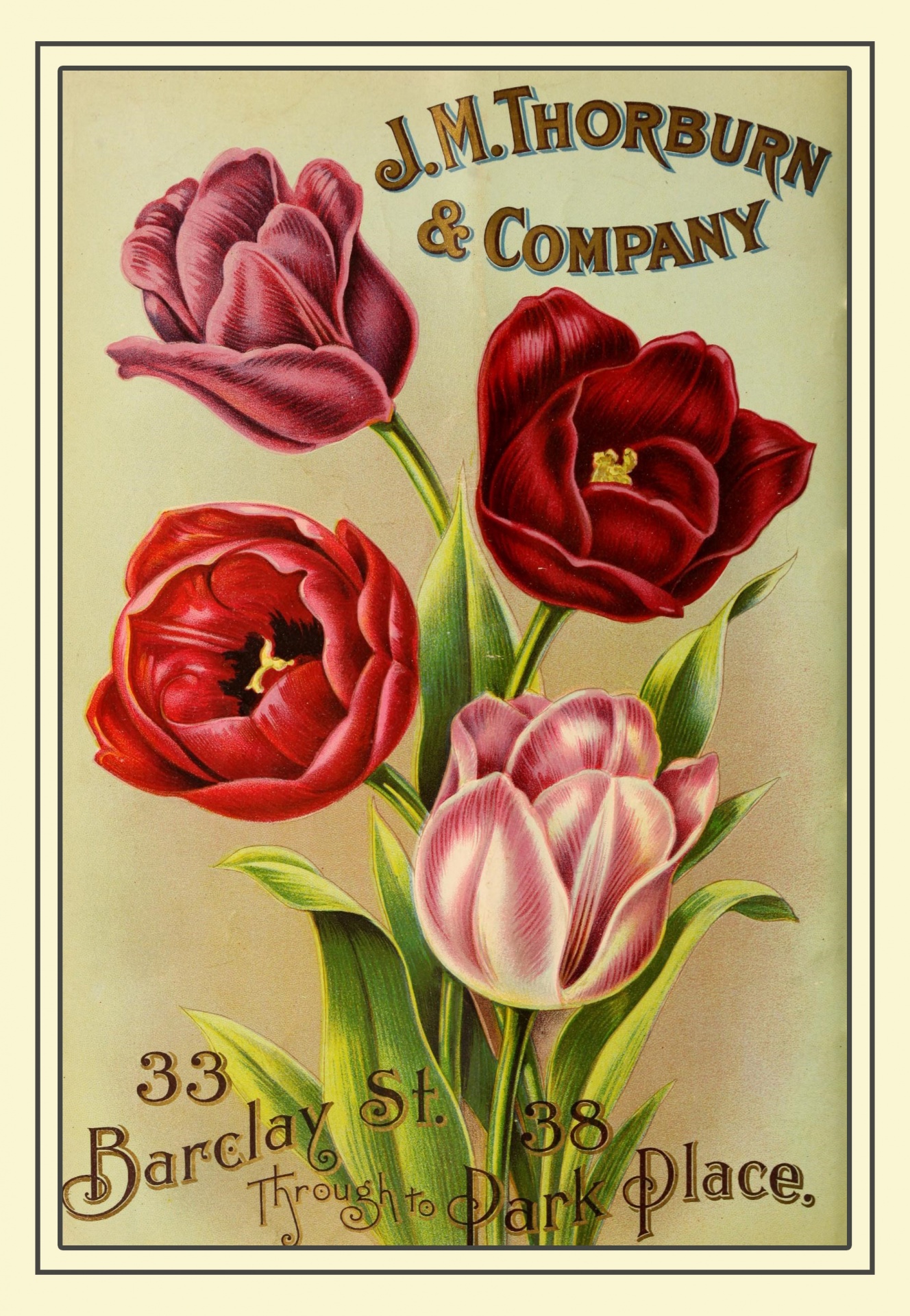 Tulips Vintage Seed Catalogue