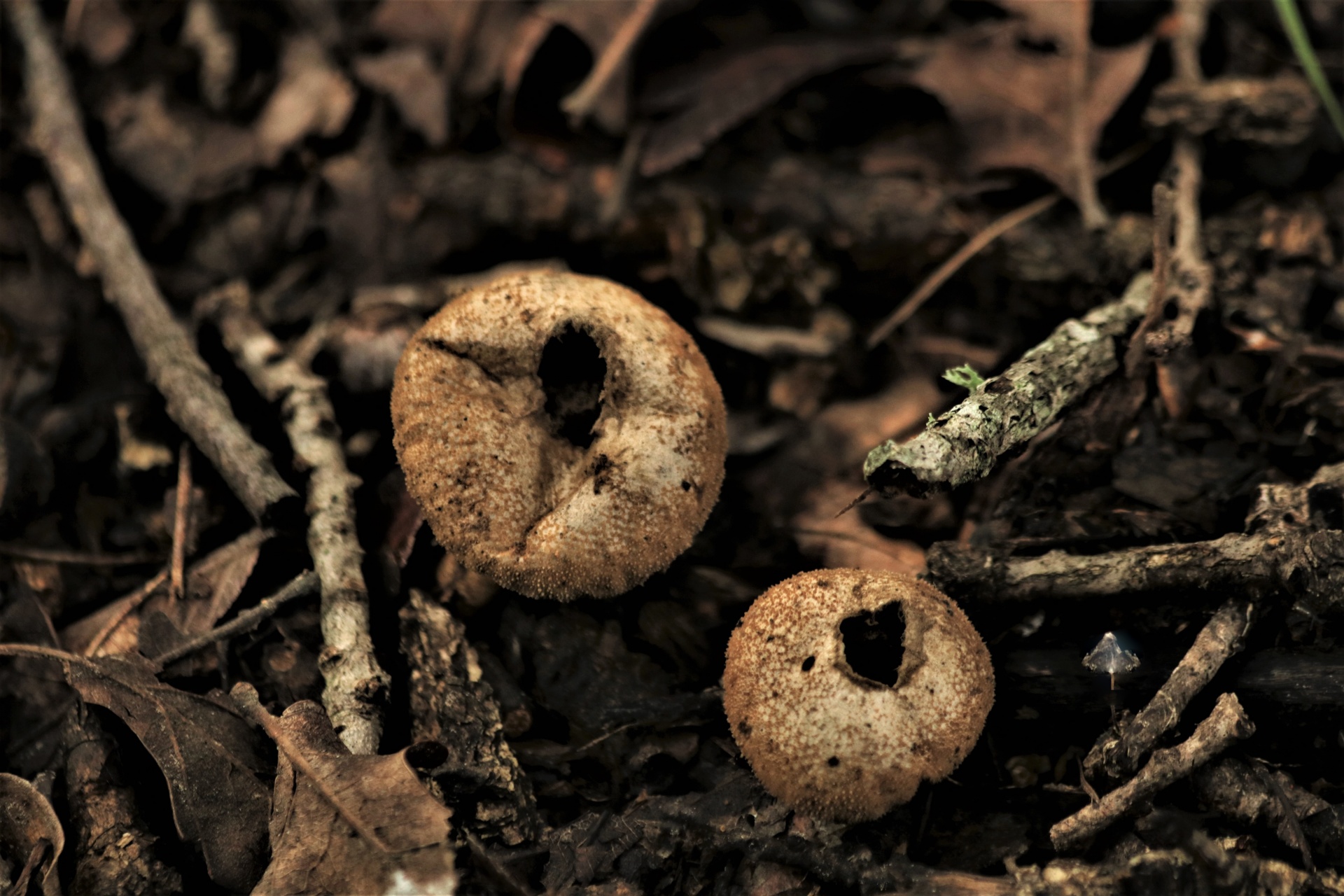 Two Brown Puffball Fungi