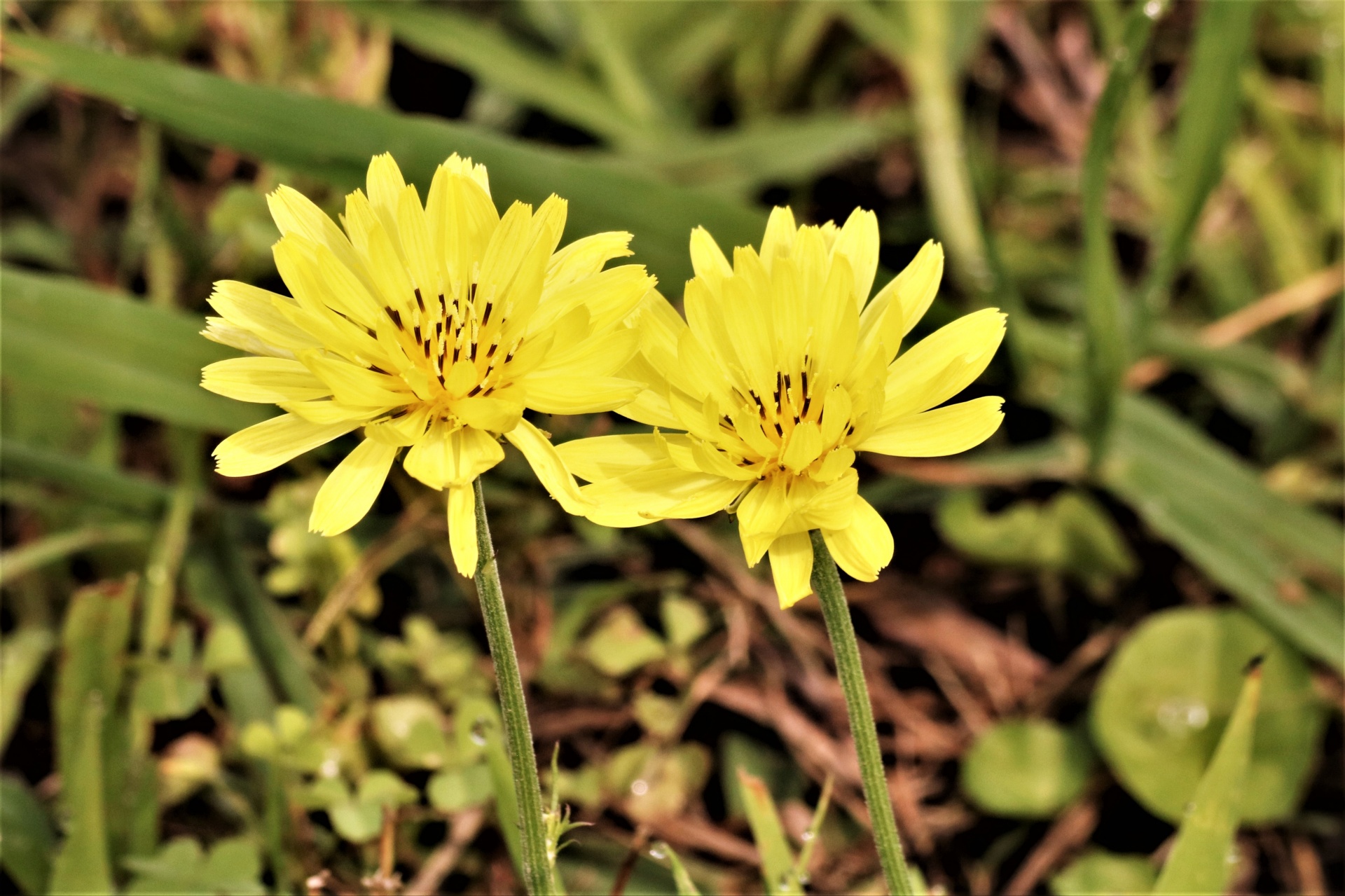 Two False Dandelion Wildflowers