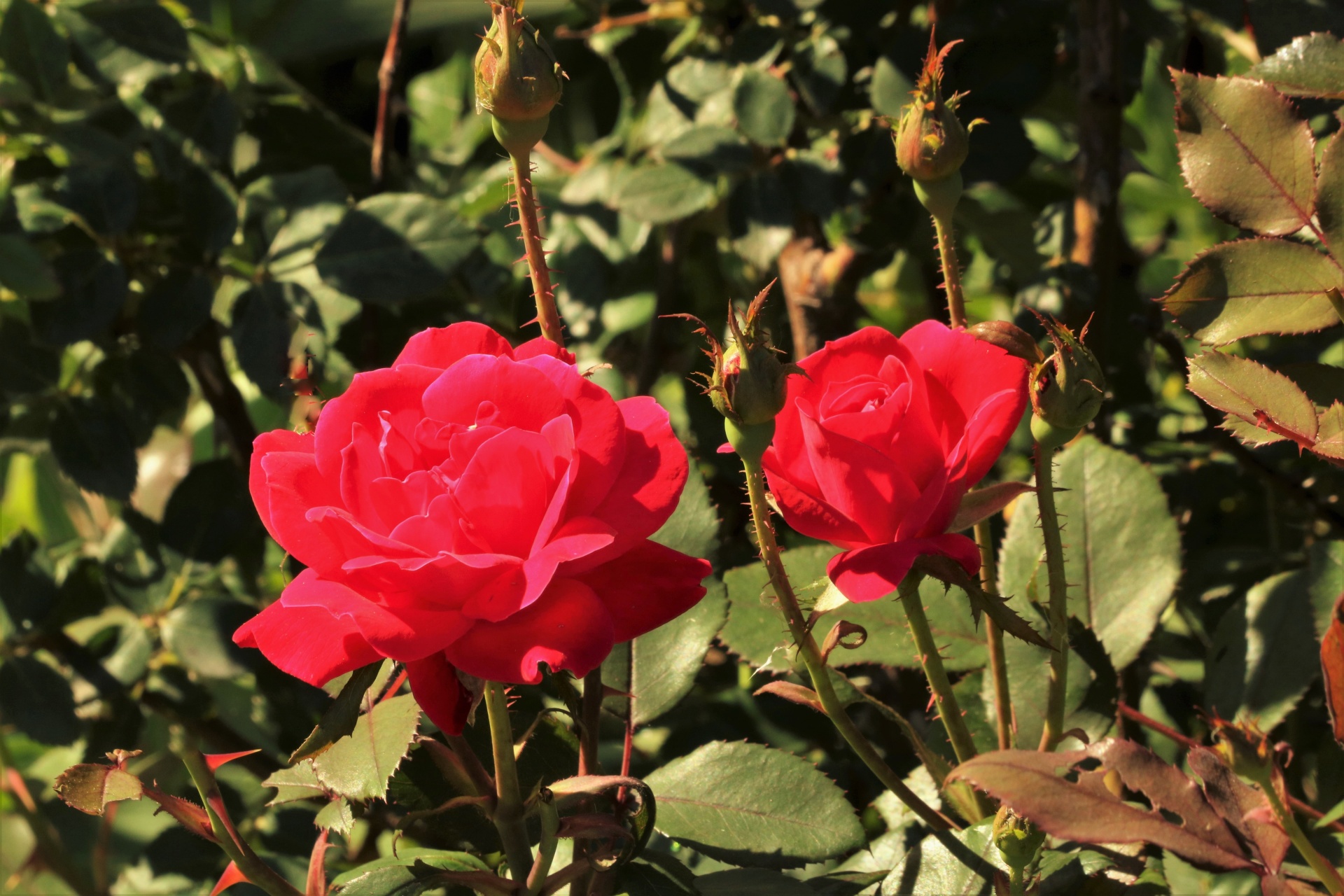 Close-up of two red roses and rose buds on a rose bush.