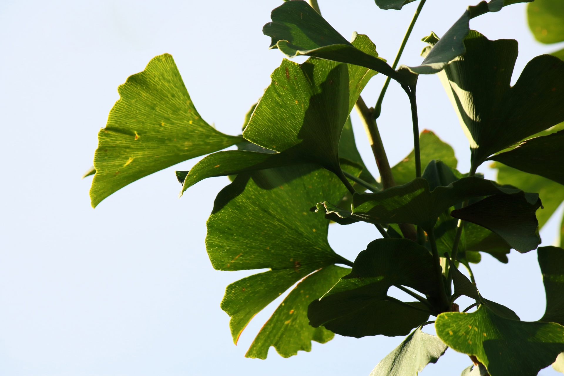 Undulating Green Ginkgo Biloba Leaf