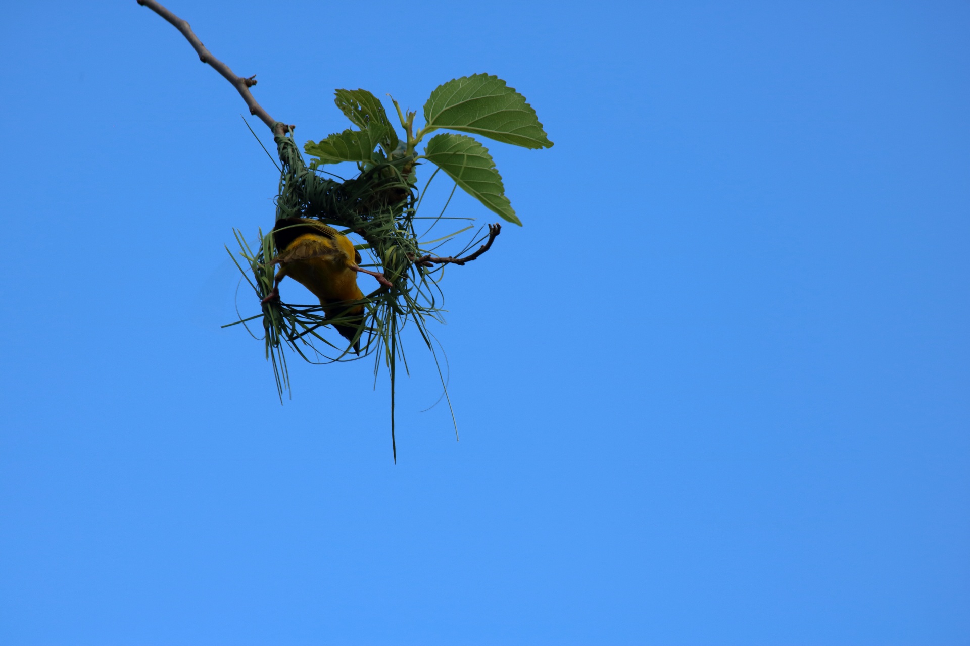 Upward View Of Yellow Masked Weaver