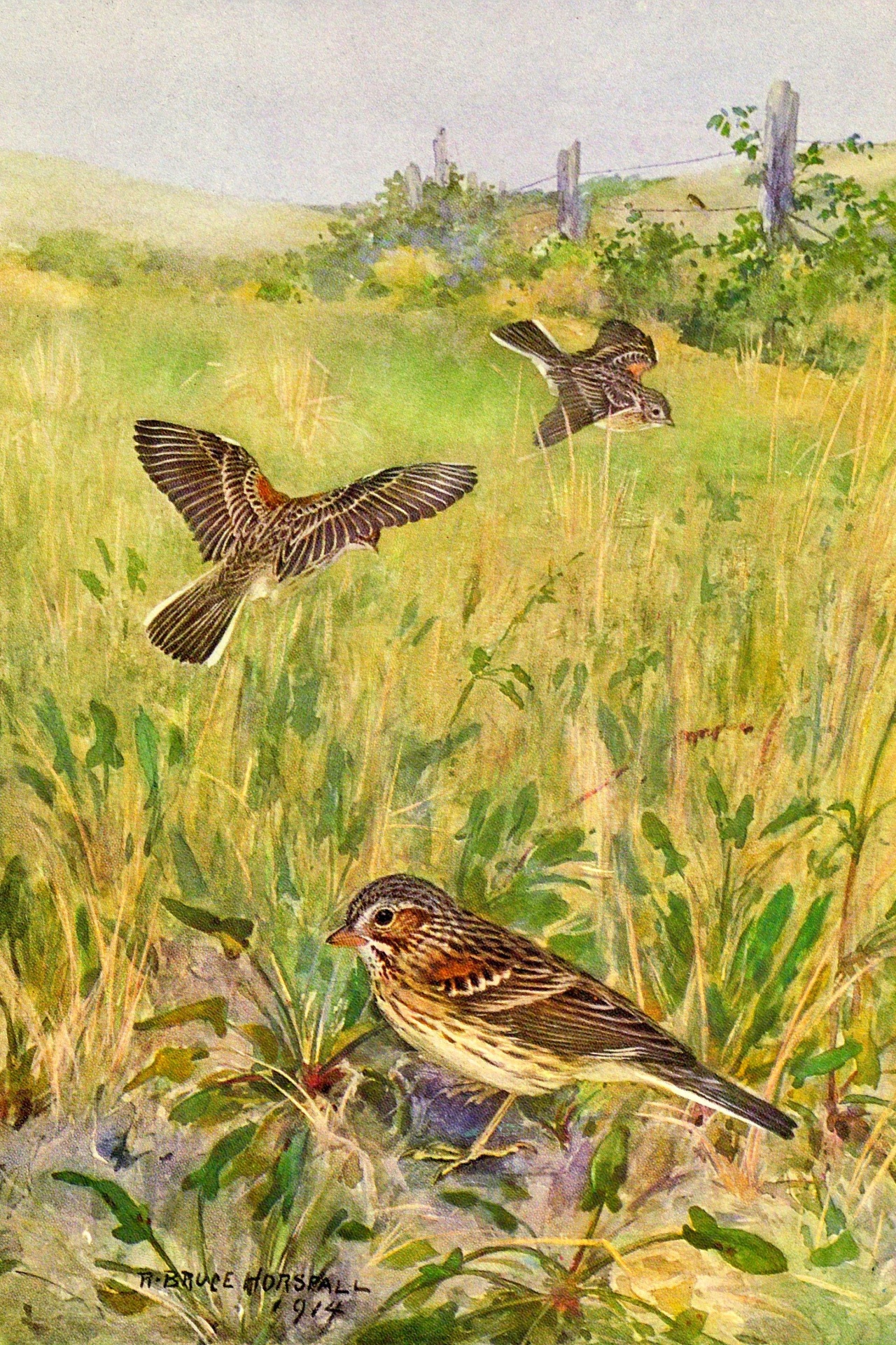 Vesper Sparrow Bird Painting