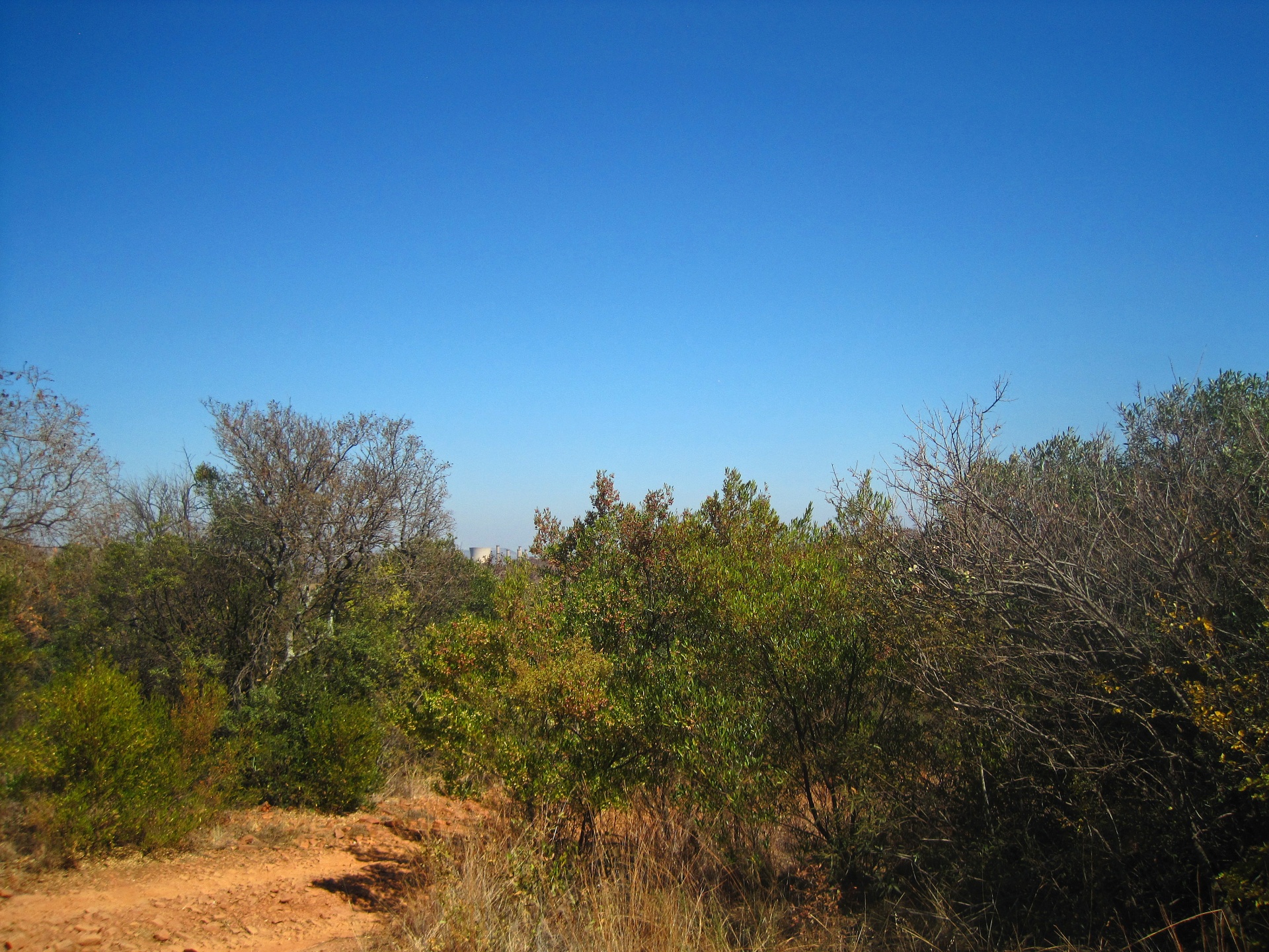 view of dense bush in a south african landscape