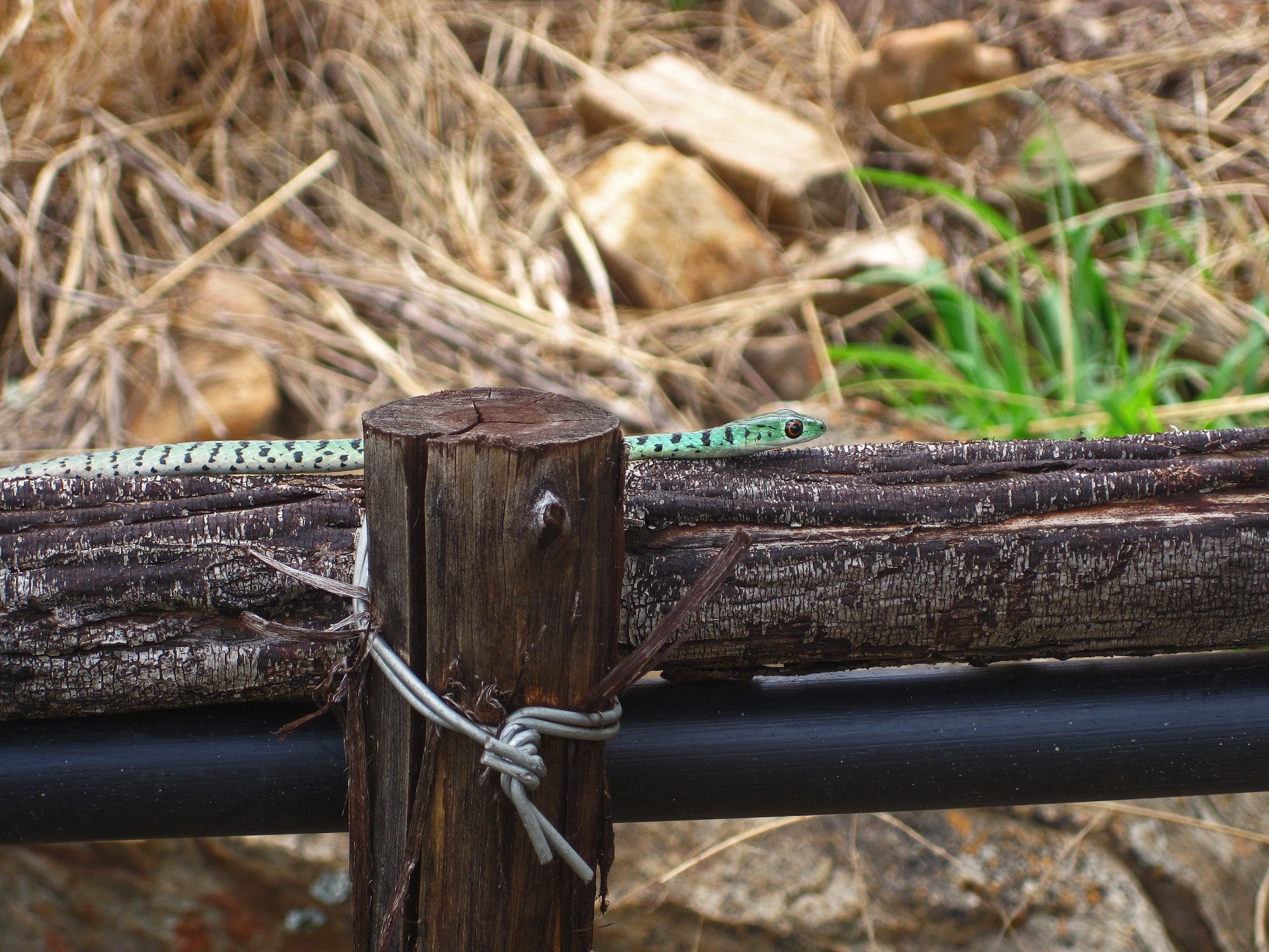View Of Spotted Bush Snake