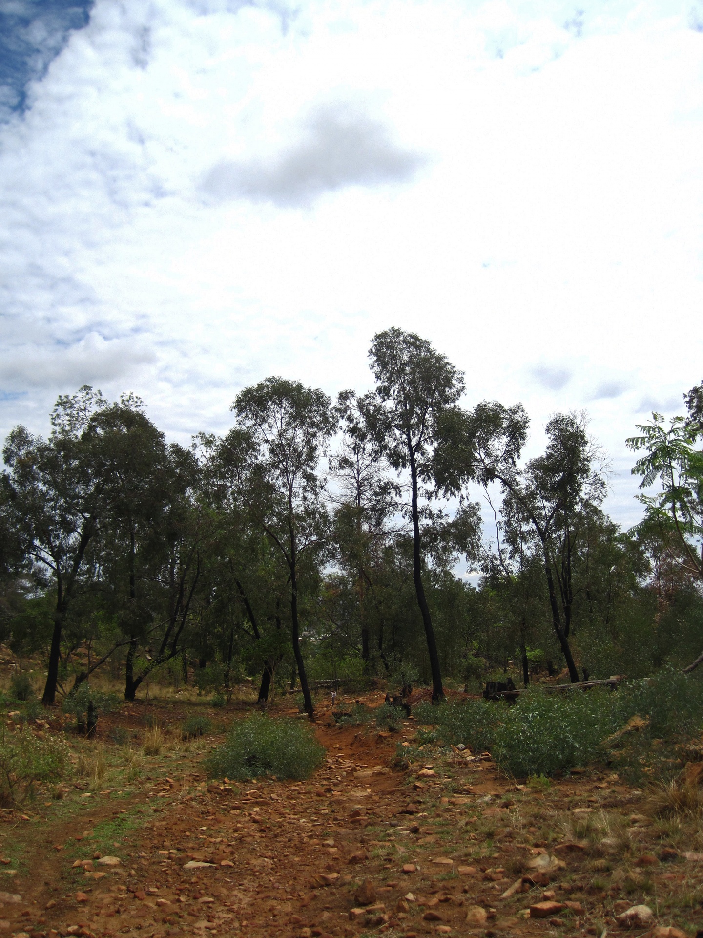 View Of Wooded Area Againstclouds