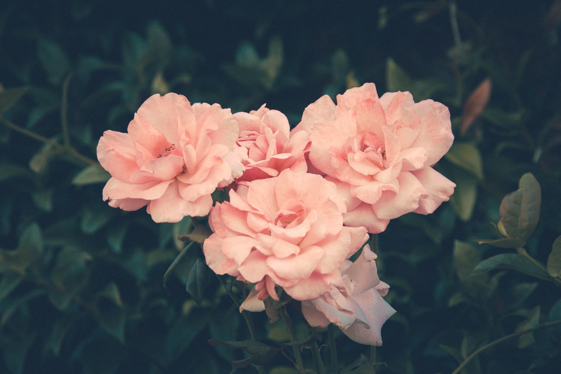 Bunch of pink roses in a vintage tint