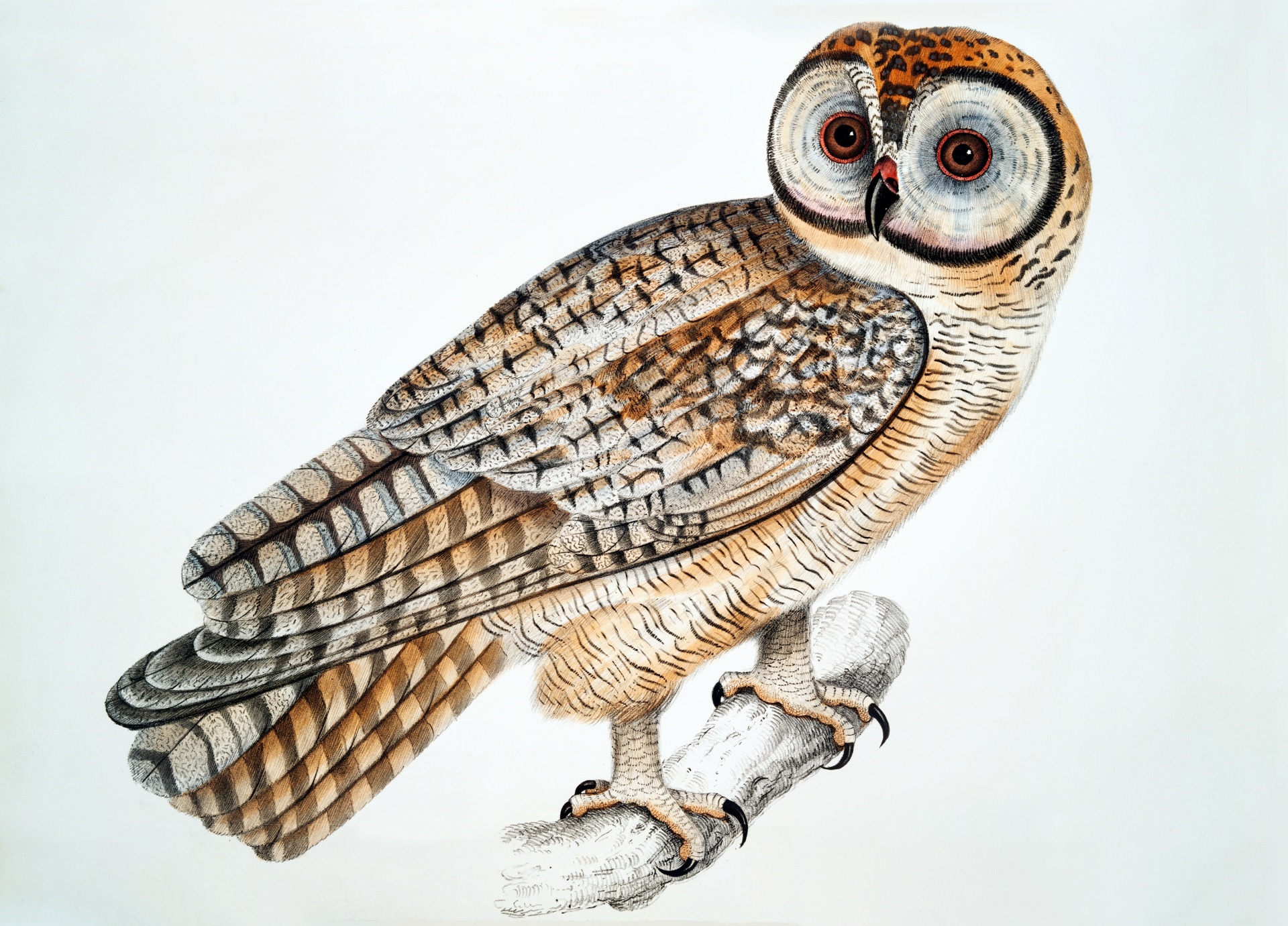 Bird Owl Painting Vintage