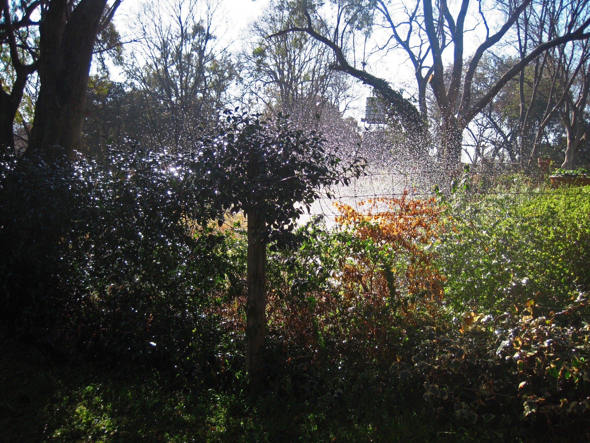 water spraying in a country garden