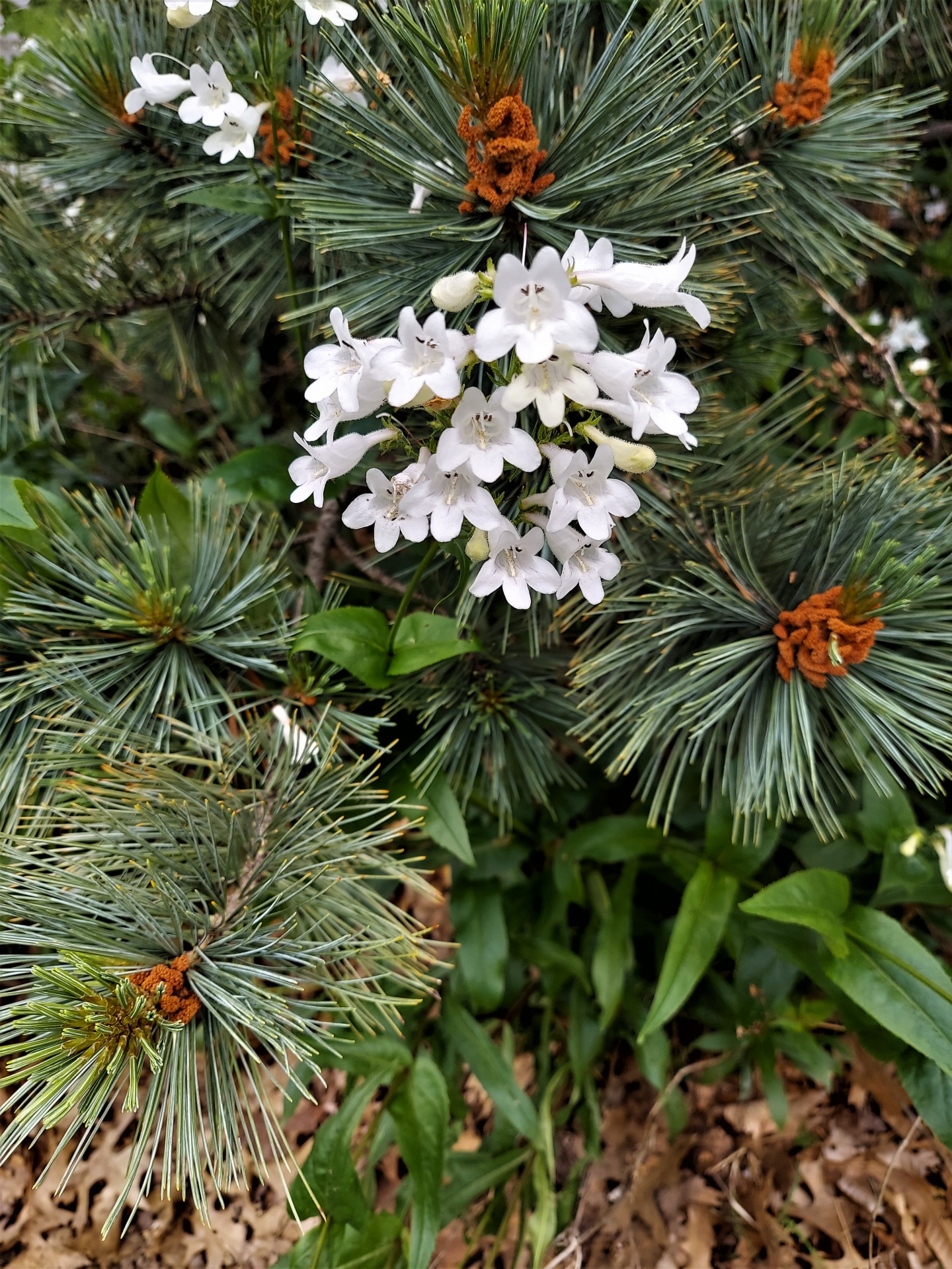 White Flowers And Pine Branches