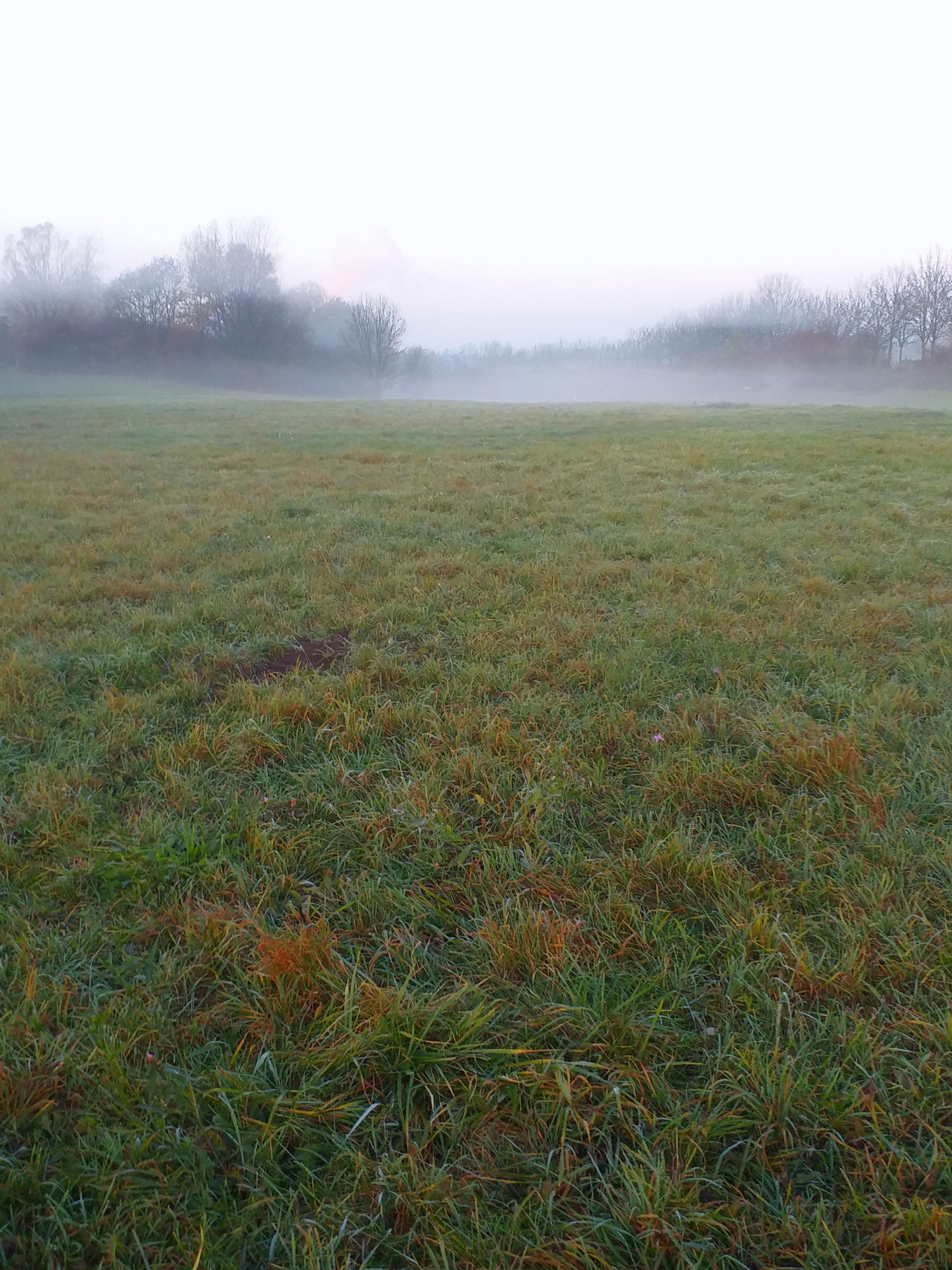 Meadow Landscape Fog Photo