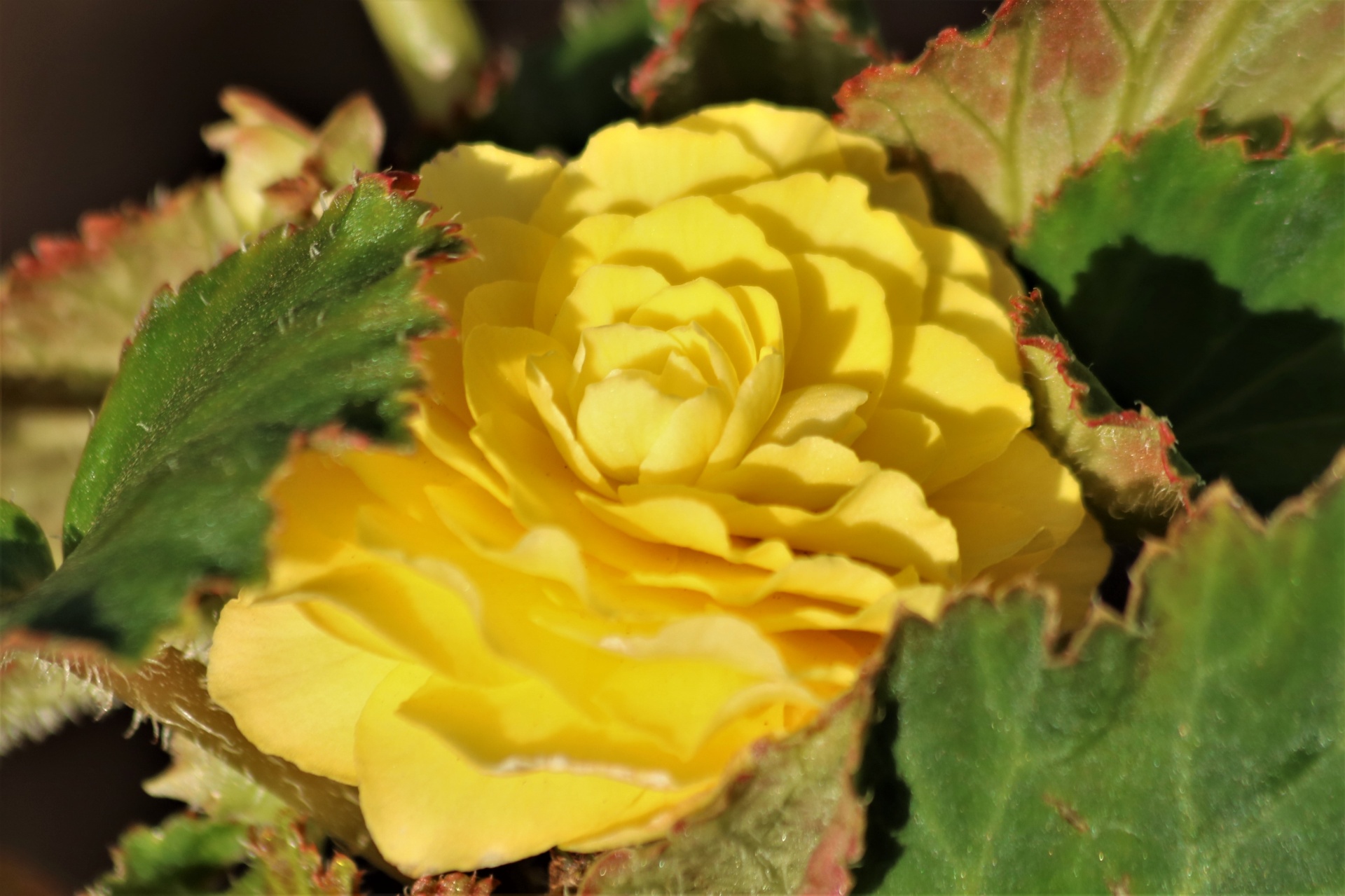 Yellow Begonia Flower Close-up