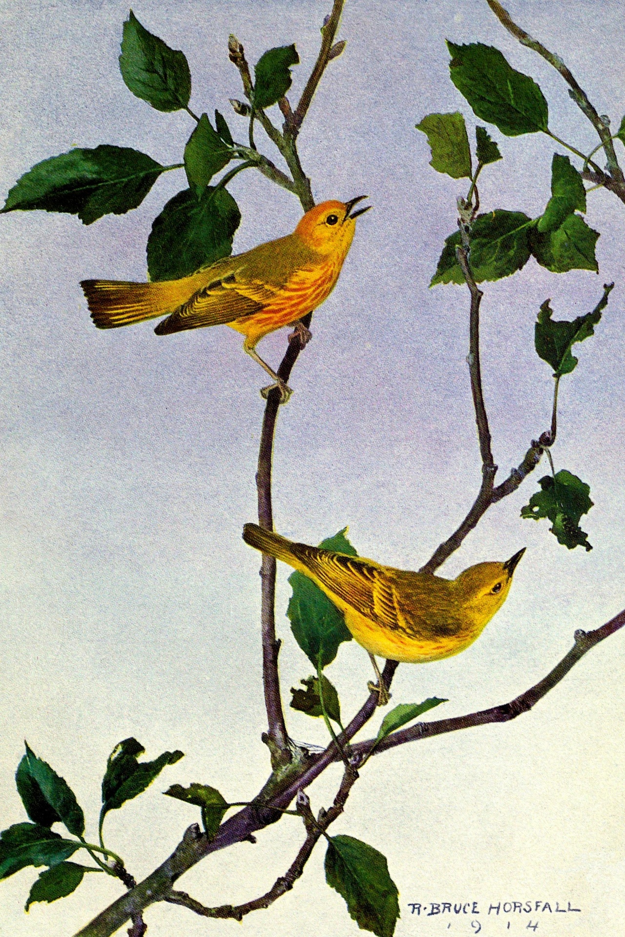 Yellow Warbler Vintage Bird Picture