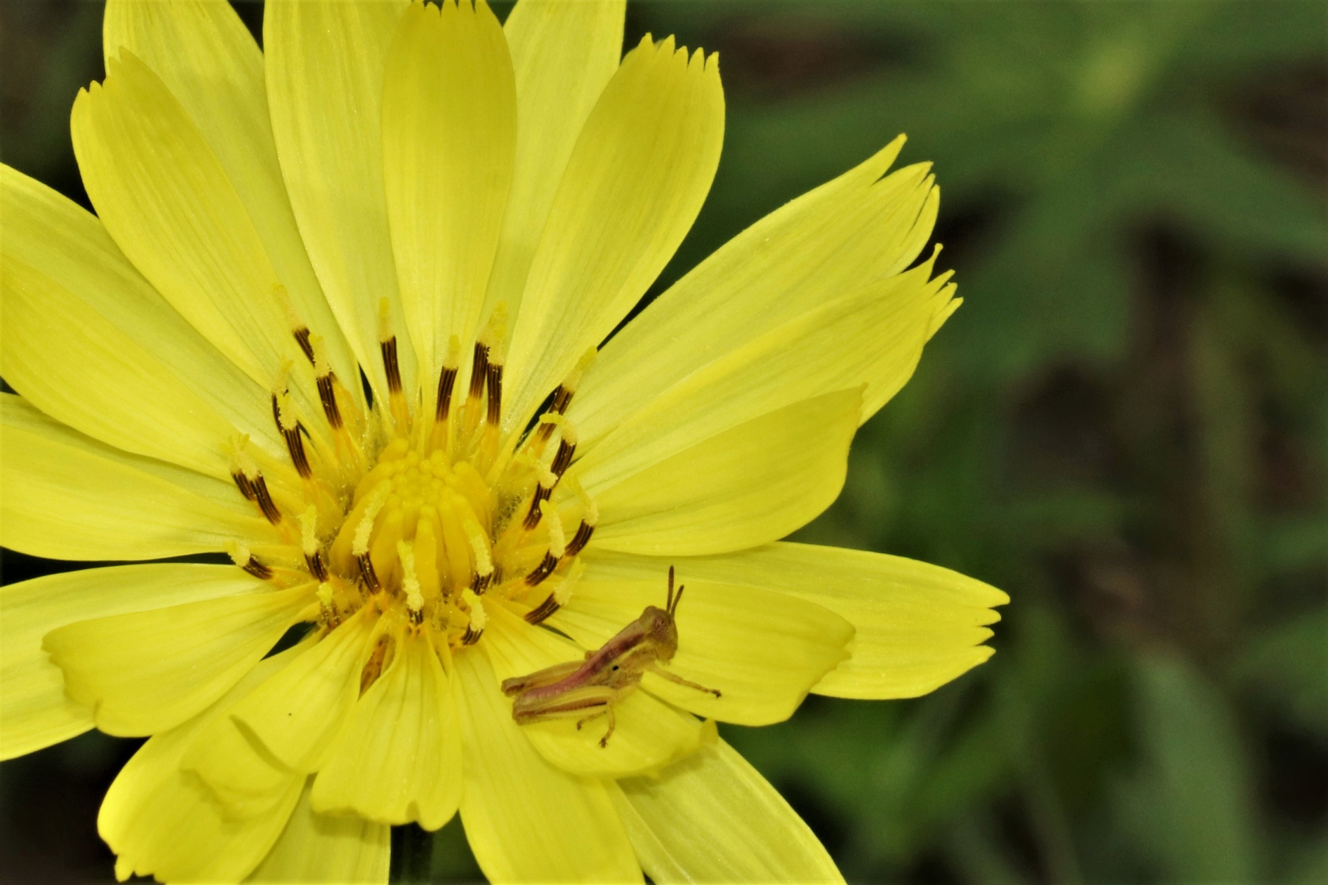 Yellow Wildflower And Grasshopper 2