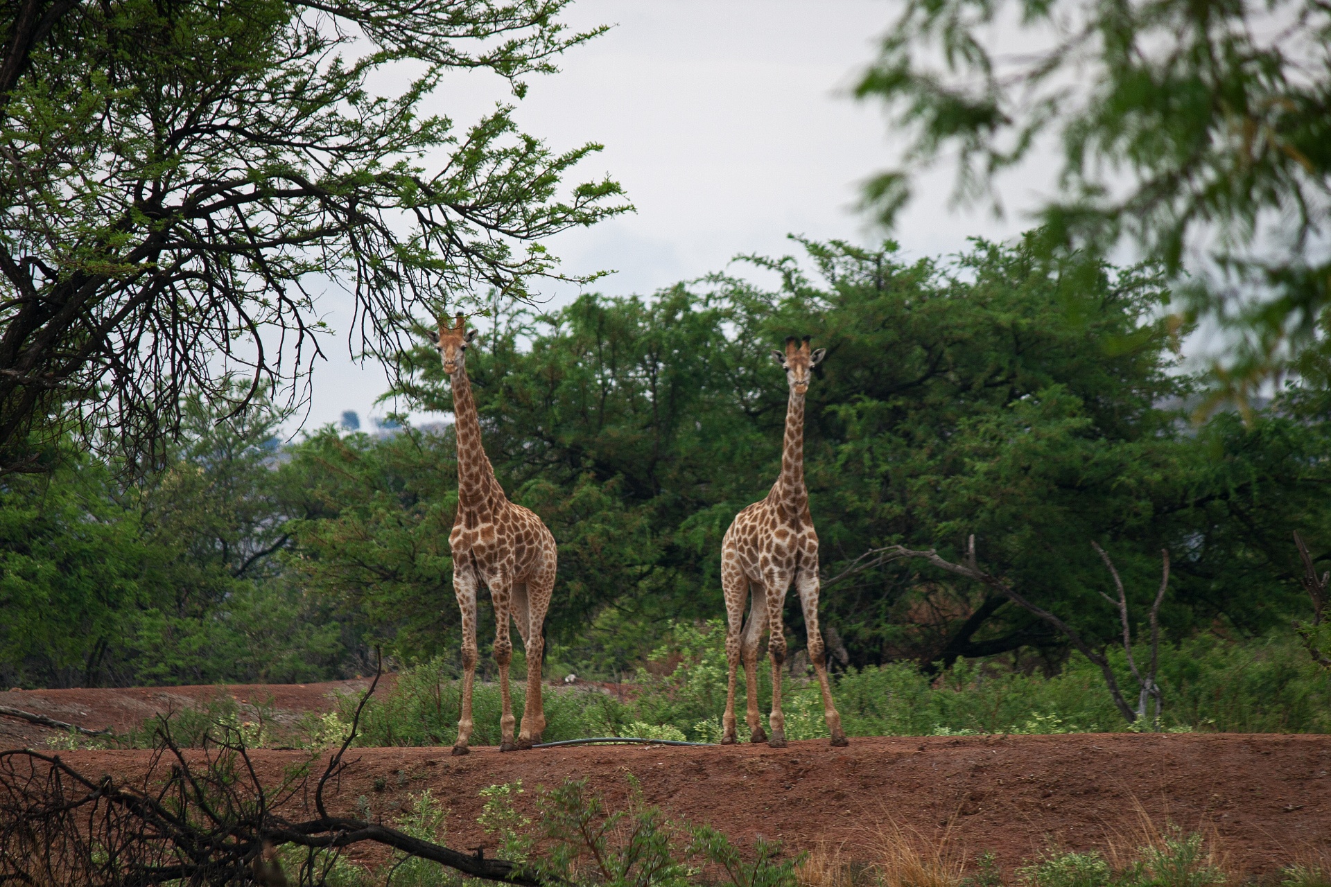 Young Giraffe Bulls In South Africa