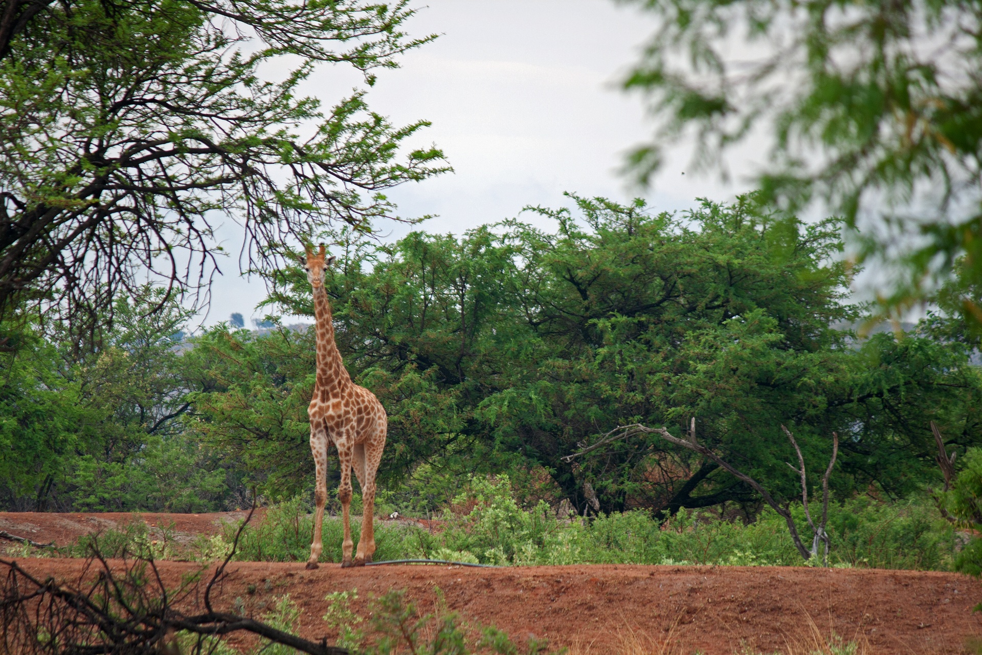 Young Giraffe In Open Woodland