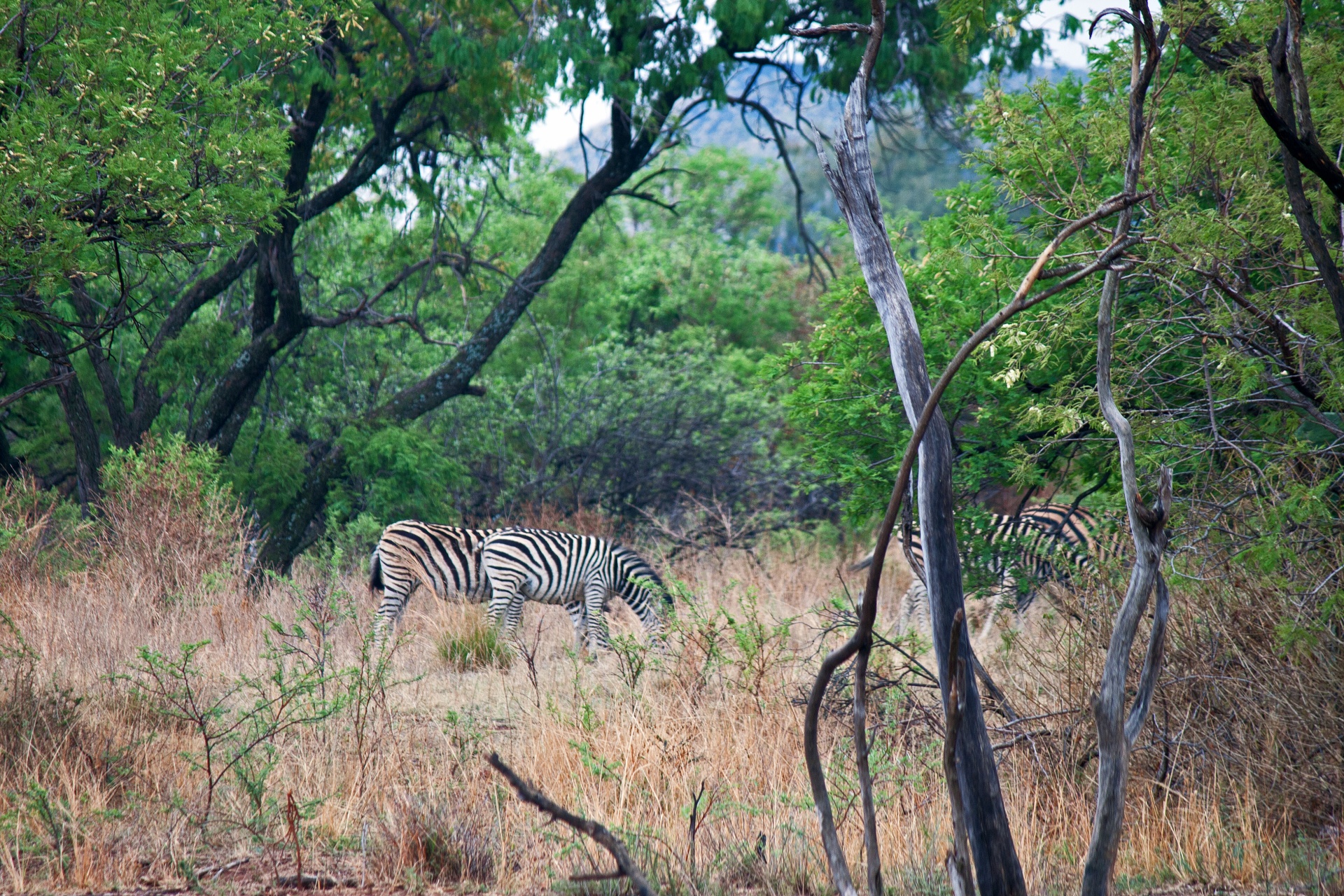 Zebra Grazing In Open Woodland