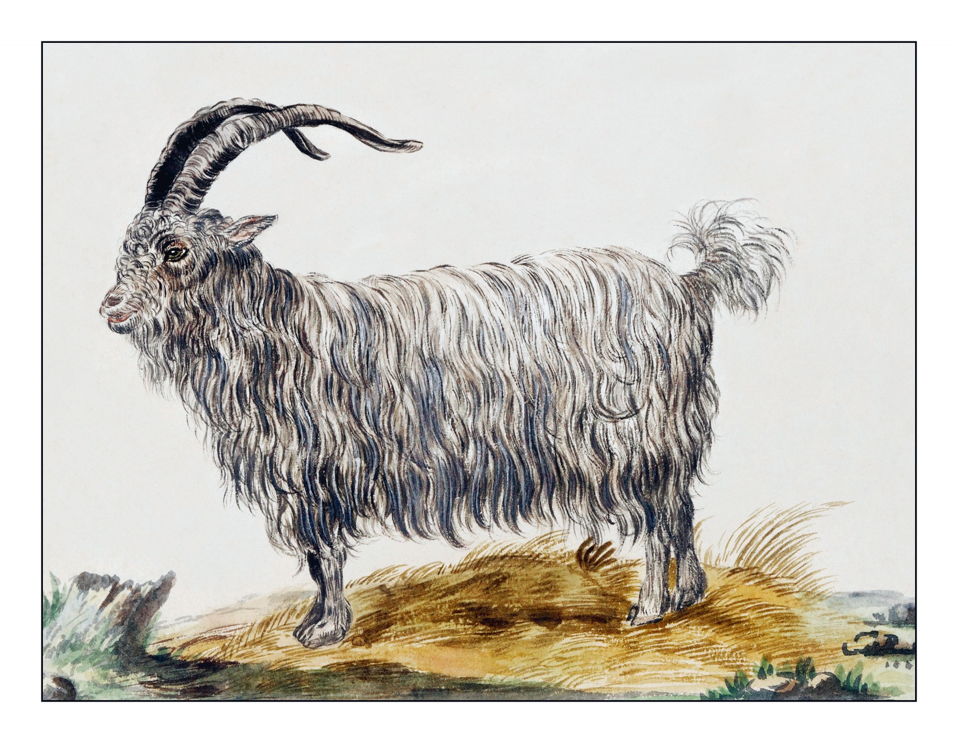 Billy Goat Vintage Art