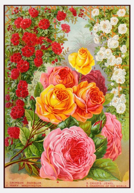 Catalogo di semi di fiori vintage Immagine gratis - Public Domain Pictures