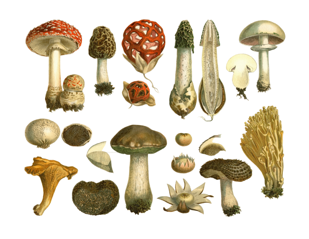 Mushrooms Vintage Art Print Free Stock Photo - Public Domain Pictures