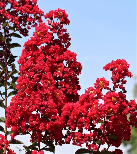 Fiore di mirto crespo rosso Immagine gratis - Public Domain Pictures
