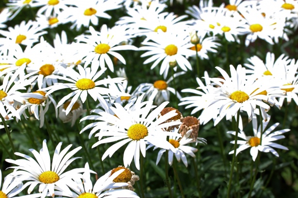 White Daisies In A Garden Free Stock Photo - Public Domain Pictures