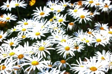 A Patch Of White Daisies In Garden
