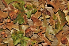 Acorns And Oak Leaves