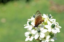 Acraea Butterfly On Chincherinchee