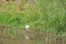 African Spoonbill In Shallow Water
