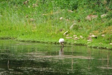 African Spoonbill Wading In Water