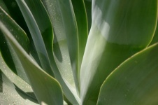 Aloe Vera Leaves Background