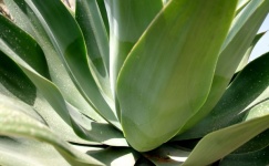 Aloe Vera Plant Leaves