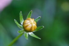 An Unopened Bud Of A Yellow Flower