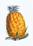 Pineapple Fruits Fruit Art