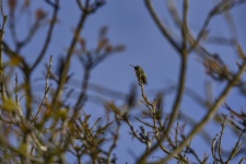 Anna&039;s Hummingbird Perched