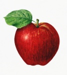 Apples Fruits Fruit Art