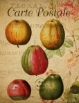 Apple Fruit Vintage Postcard