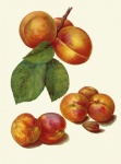 Apricot Fruit Vintage Clipart
