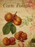 Apricot Fruit Vintage Postcard
