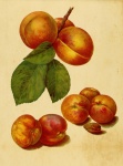 Apricot Fruit Vintage Print