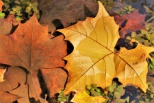 Autumn Leaves Floating In Stream