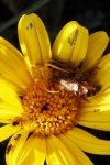 Bee Caught By A Yellow Spider