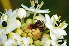 Bee On White Ornithigalum Flower